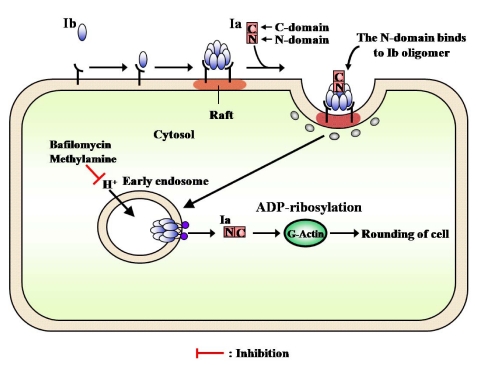 Figure 14