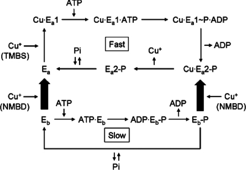 Scheme 2