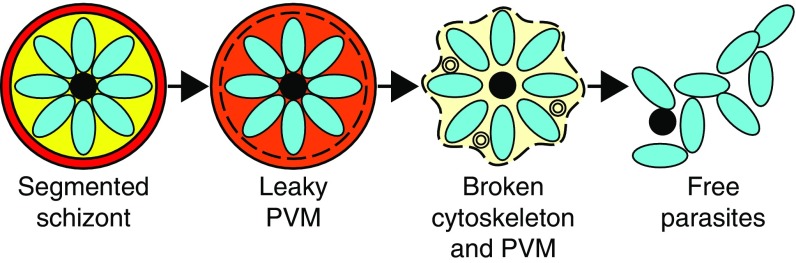 Fig. 4.