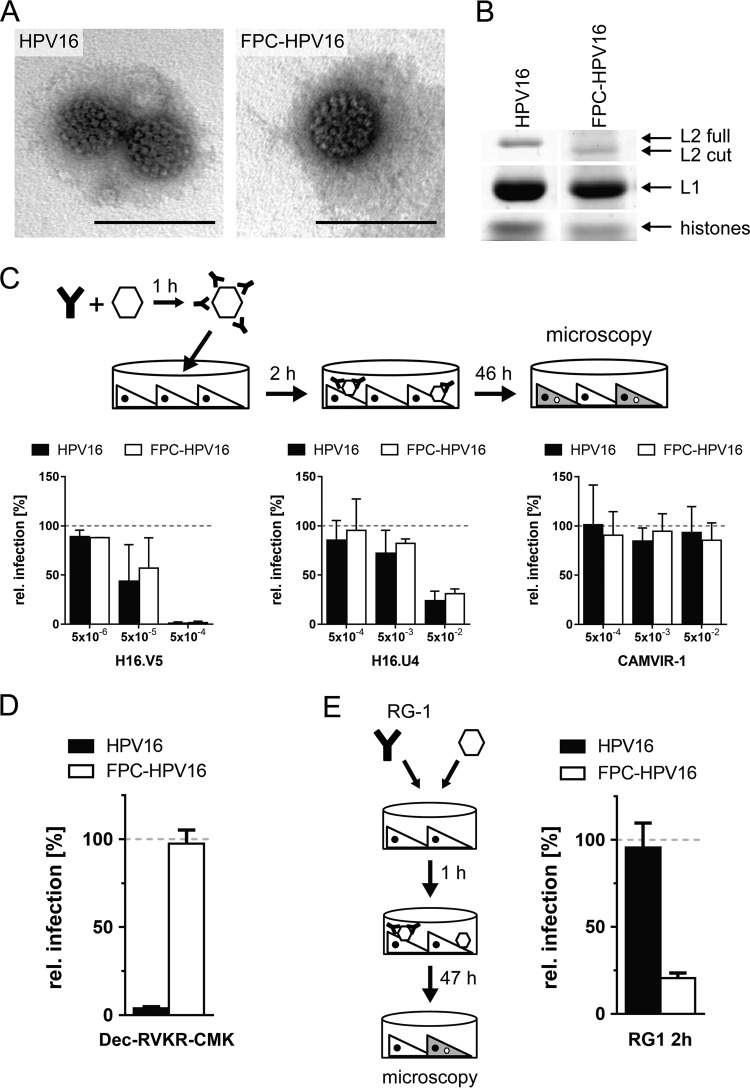 FIG 1