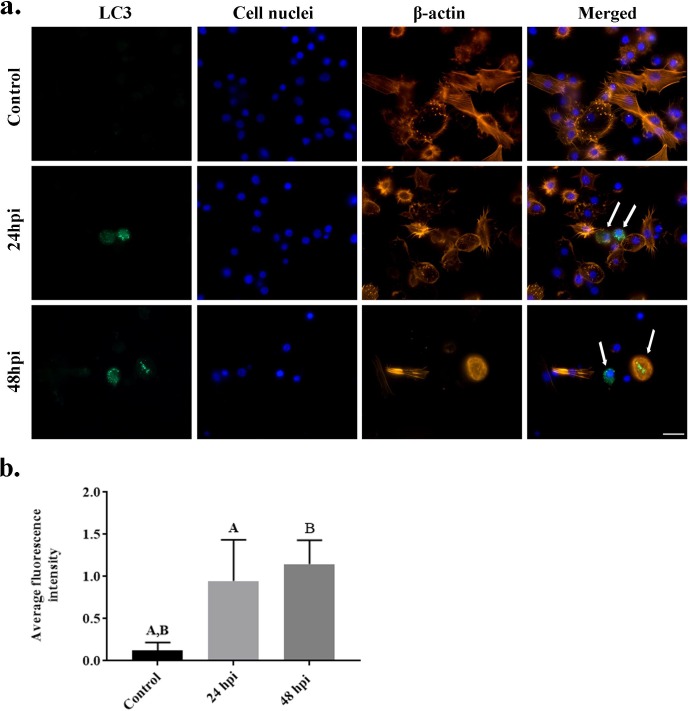 Fig 6