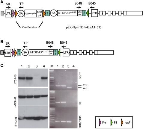 Figure 4.