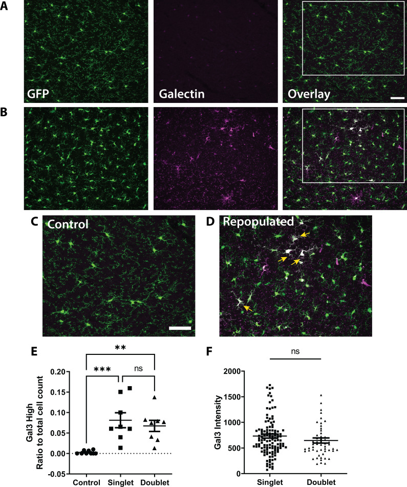 Figure 3—figure supplement 1.