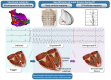 Structured Graphical Abstract