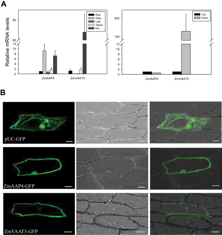 Fig. 8.