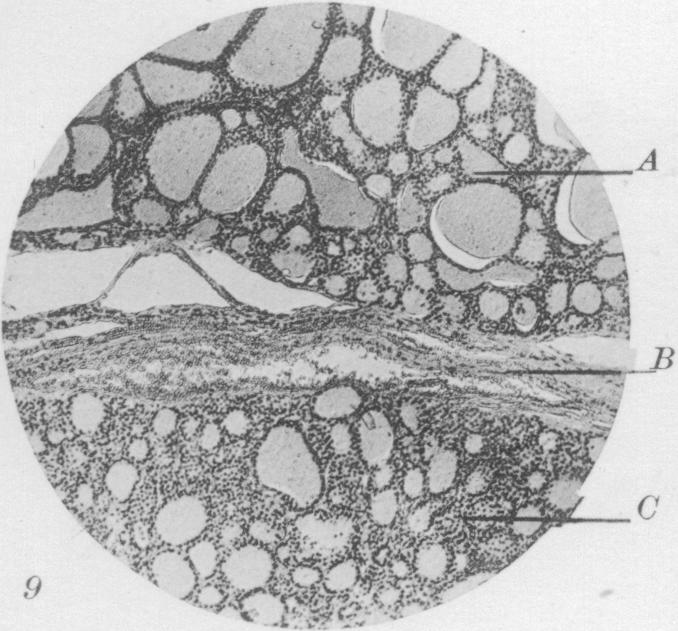 Fig. 9