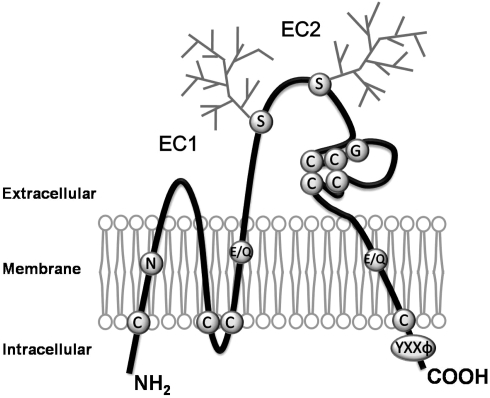 Figure 1