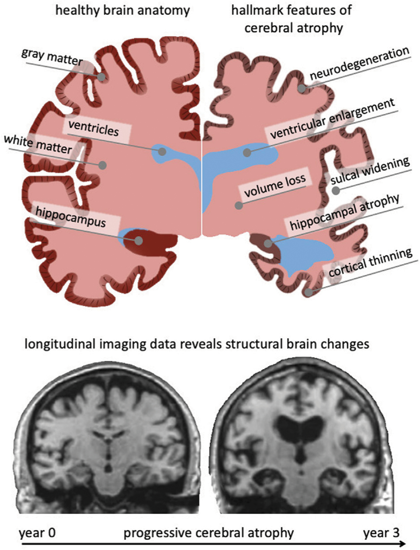 FIGURE 1 |