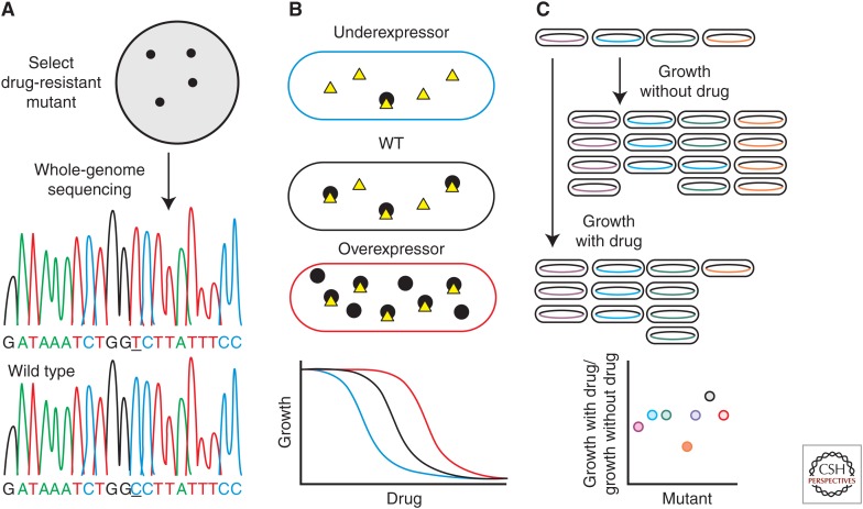 Figure 2.