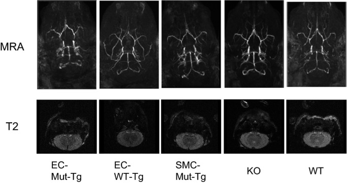 Figure 19