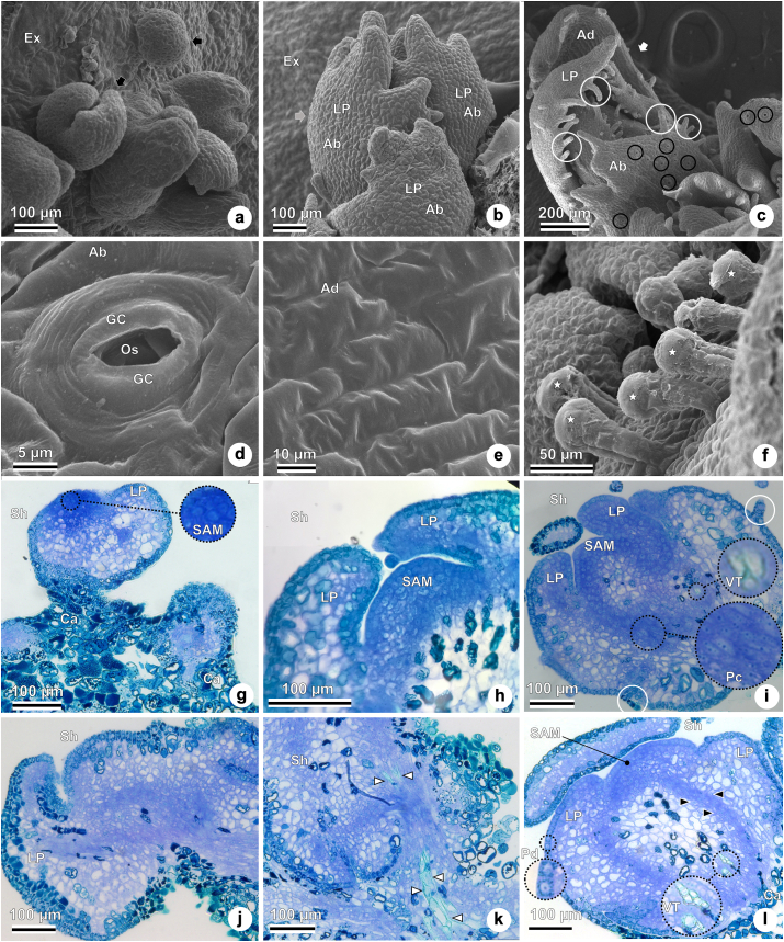 Figure 6