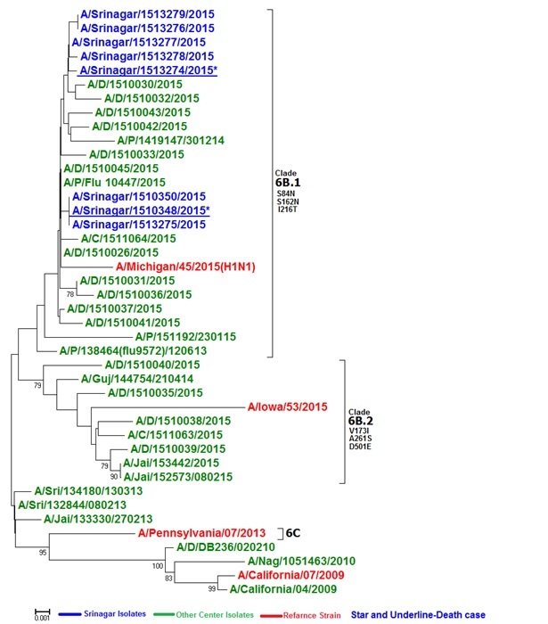 HA phylogenetic analysis of 2015 isolates of A(H1N1)pdm09 . The tree consists of 2015 isolates from Pune, Delhi and compared with Srinager isolates .The astrix and underline isolates are from the fatal severe cases . The 2015-16 vaccine component is shown in red font. Srinager strains are in blue font. 2015 isolates belong to Clade 7 with clade specific A203T and D97N signature mutations