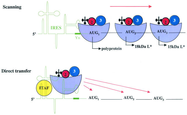 FIG. 2.