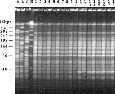 FIG. 1.