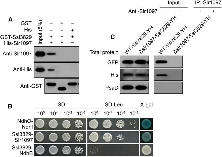 Figure 7.