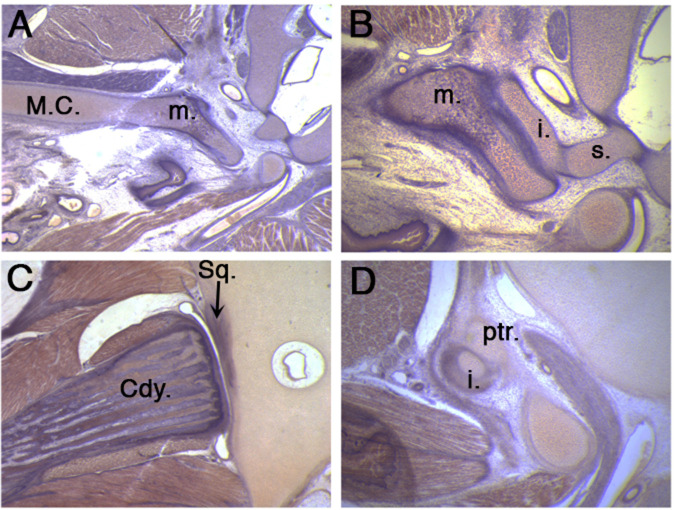 Figure 3—figure supplement 1.