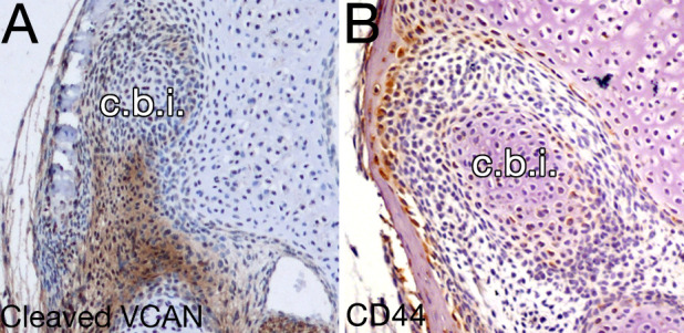 Figure 6—figure supplement 1.