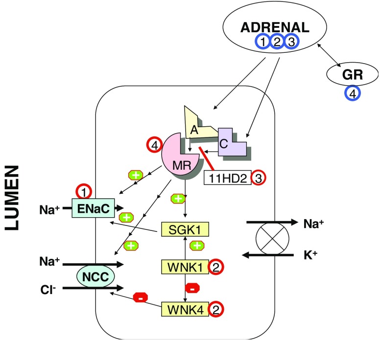 Fig. 1