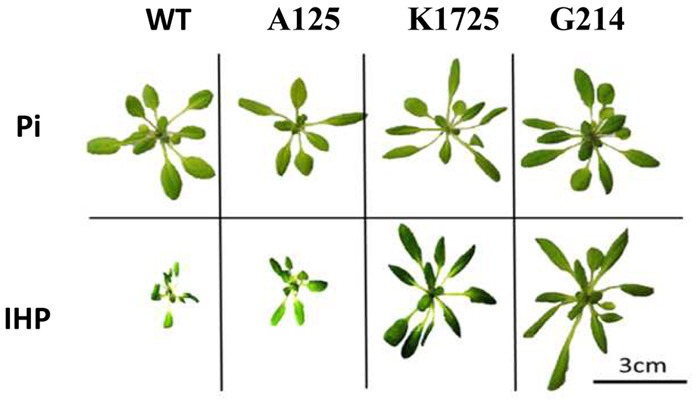 FIGURE 2