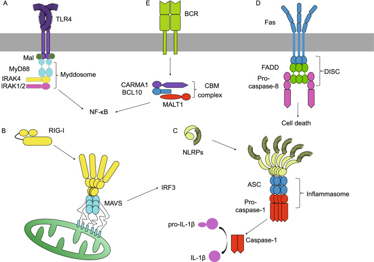 Figure 1