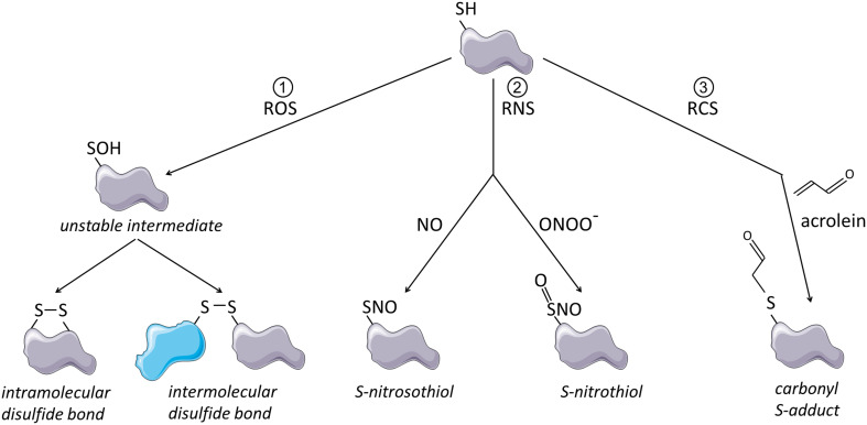 Fig. 1