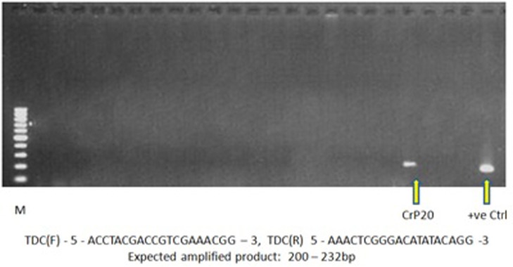 Fig 5