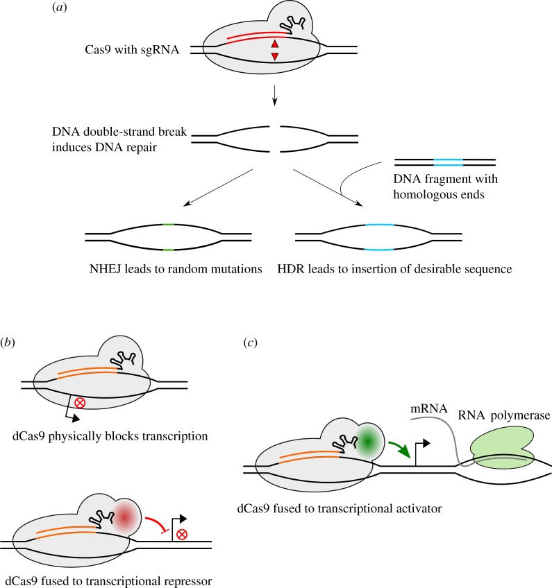 Figure 2.