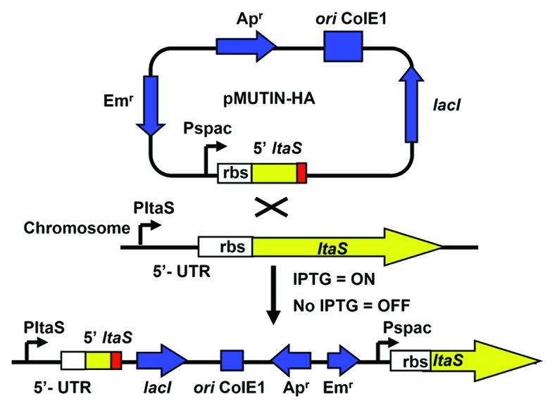 graphic file with name mge-2-171-g5.jpg