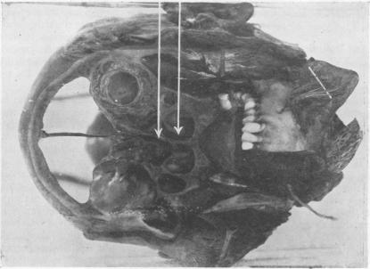 graphic file with name brjindmed00252-0037-a.jpg