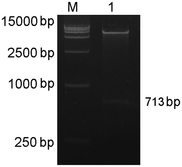 Figure 12