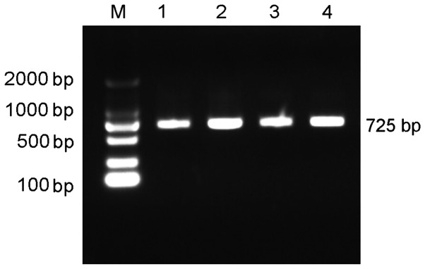 Figure 11