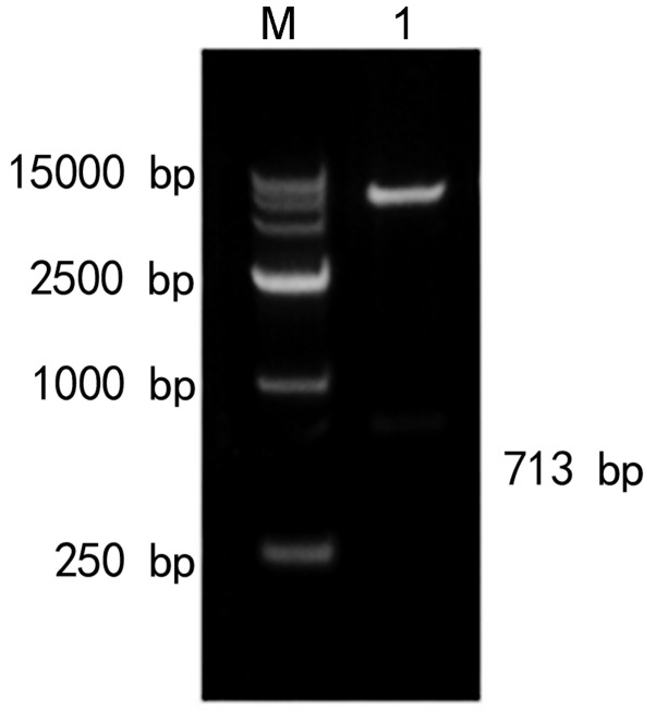 Figure 13