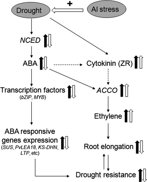 Fig. 12.