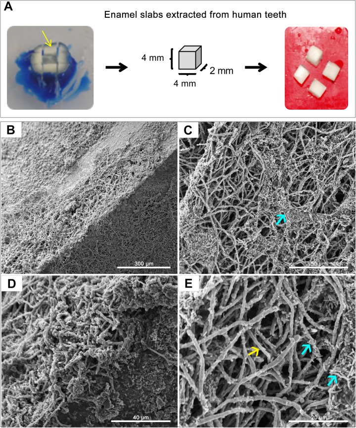 FIGURE 3