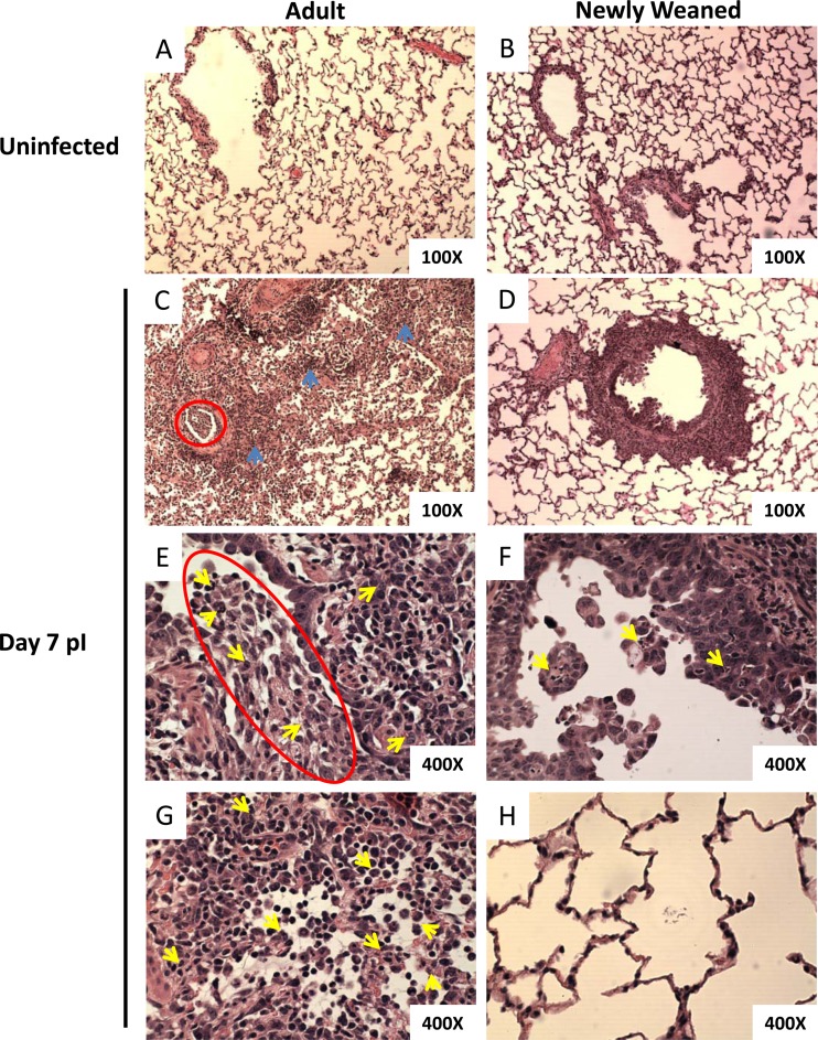 Fig 4