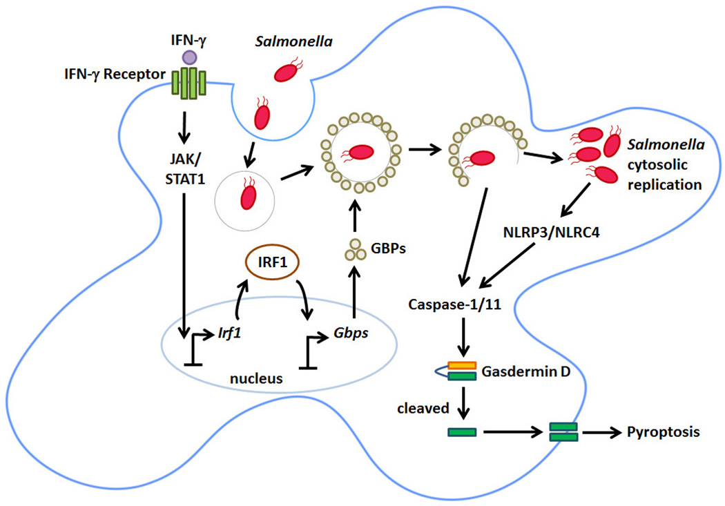 Figure 2