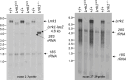 Figure 1—figure supplement 6.