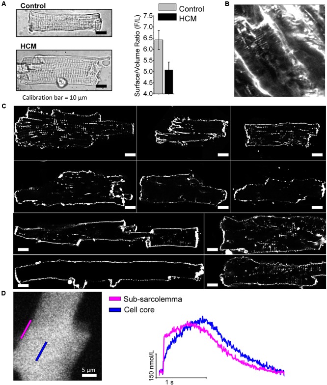 FIGURE 4