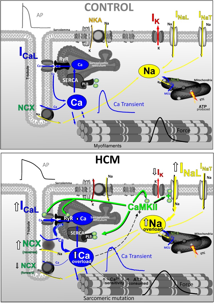 FIGURE 6