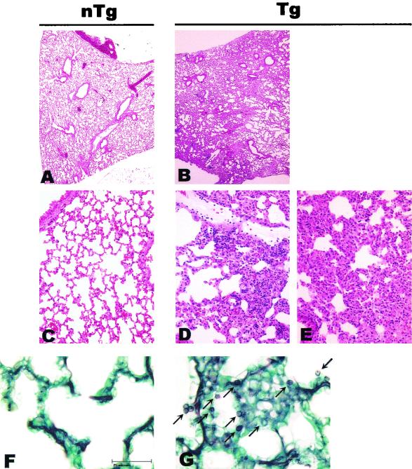 FIG. 8.