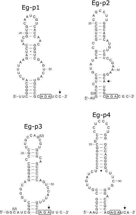 FIGURE 4.