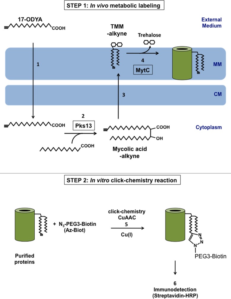 Fig 1