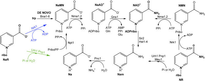 Figure 7