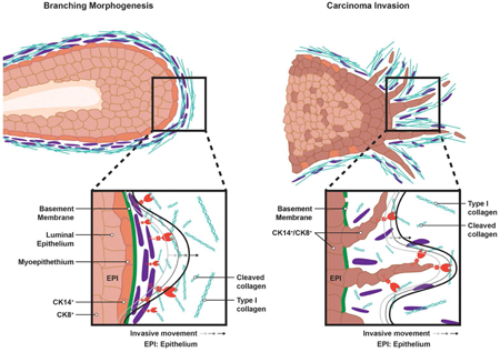 graphic file with name nihms-990571-f0001.jpg