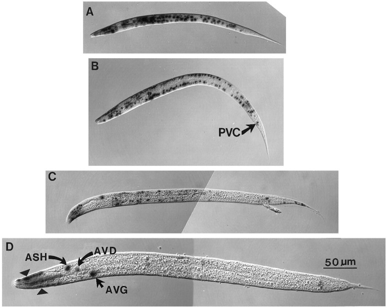 Fig. 2.