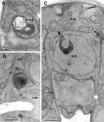 Fig. 8.