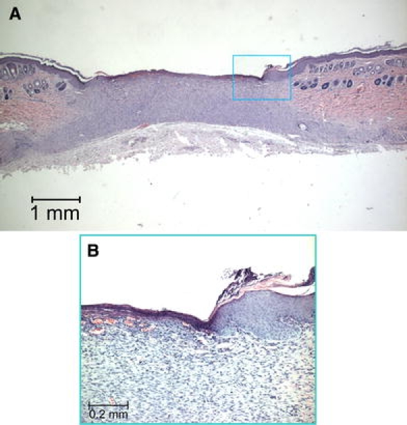 Fig. 8