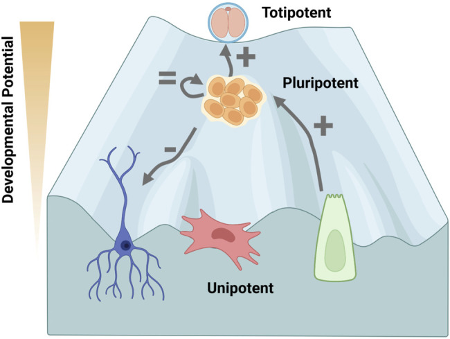 FIGURE 2