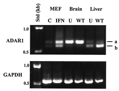 FIG. 5.