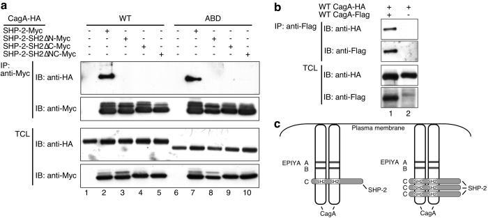 Fig 2.